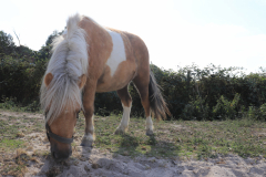 centre equestre berny sur noye