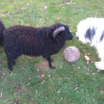 le jardin des écureuils démuin