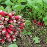 jardin d'ainval ainval