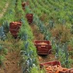 jardin d'ainval ainval