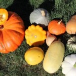 jardin d'ainval ainval