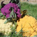 jardin d'ainval ainval