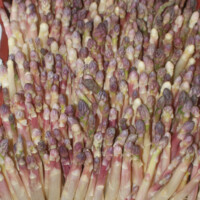 pig vert moreuil castel