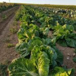 jardin d'ainval ainval