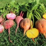 jardin d'ainval ainval