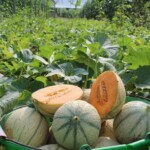 jardin d'ainval ainval