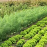 jardin d'ainval ainval